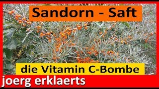 Sanddornsaft pressen selber herstellen ohne Saftpresse Vitamin C  PurTutorial Nr 139 [upl. by Hara]