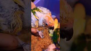 sunconure handfeeding chick sale sunconuretamedchicksconuresunconurebirdconurespetmarket [upl. by Nyraf675]