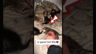 From Stray to Safe The Kitten Who Got a New Life ❤️ kitten viralshort us catfans [upl. by Nob]