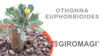 Othonna euphorbioides [upl. by Anytsyrk]