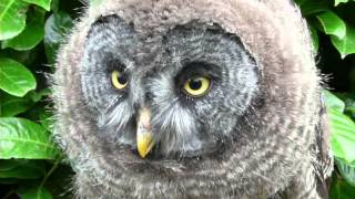 great grey owl crying [upl. by Judye]