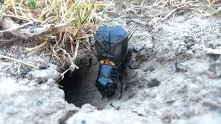 Field Cricket Gryllus campestris Stridulation [upl. by Theadora767]