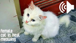 FEMALE CAT IN HEAT MEOWING TO MALE  PRANK YOUR PETS [upl. by Notsirk]