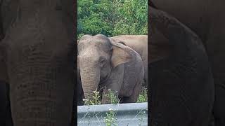 Nearly Mattala International Airport elephant nature [upl. by Bael]