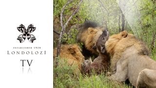 Majingilane Male Lions Kill Hyena  Londolozi [upl. by Shayne704]