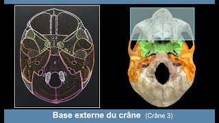 Anatomie de la base externe du crâne Ostéologie du crâne 3 [upl. by Salvidor752]