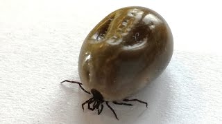 Ixodes ricinus tick  well fed amp full of blood [upl. by Hedwiga]