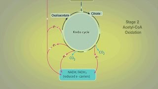 การสลายอาหารระดับเซลล์  Oxidative Phosphorylation วิทยาศาสตร์ ม46 ชีววิทยา [upl. by Aramoy]