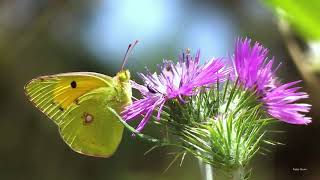 Clouded Yellow butterfly Colias croceus feeding on thistles [upl. by Eisenstark]