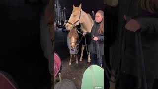 PFERDESHOW mit 6 Ponys 🥰 pferdeliebe [upl. by Eirolav]