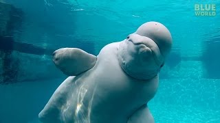 Beluga Whales of the Mystic Aquarium  JONATHAN BIRDS BLUE WORLD [upl. by Adraynek]