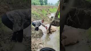 The rescue process of a cow stuck in a mud pit [upl. by Eadas932]