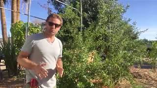 Ep145  Trim Acerola Cherry aka Barbados cherry for Spring Growth [upl. by Raybourne]