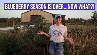 Blueberry Season is OverNow What [upl. by Arakaj]