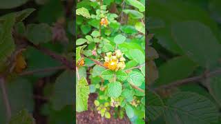 golden Himalayan raspberry cookingwithqaisarfoodsecret ytshorts [upl. by Comfort601]