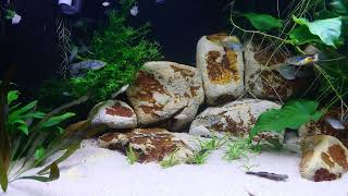 Xiphophorus Helleri aquarium and som poecilia wingei [upl. by Asp]