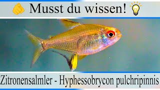 Haltungsbedingungen und Infos zu Zitronensalmler  Hyphessobrycon pulchripinnis Aquarium [upl. by Kendrah]