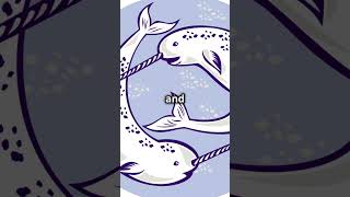 What is a Narwhal narwhal narwhaltusk tooth malenarwhal arcticocean unicornofthesea [upl. by Keelby958]