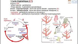 Biologie végétale part 3les cycles de développement des thallophytes chlorophylliens [upl. by Kahcztiy416]