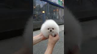 Cute white miniteacup Pomeranian puppy video😘💖 [upl. by Rebbecca]