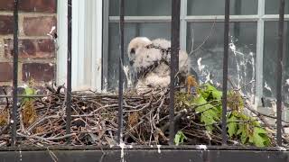 20240504 Governors Island Redtailed Hawks [upl. by Peirsen]