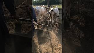 Oxen ploughviralvideo plough farming outdoors [upl. by Enelkcaj]