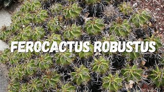 Ferocactus Robustus Um Guia Completo [upl. by Cameron]