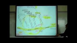 TRANSCRIPTION TRANSLATION amp THE FORMATION OF UREA amp URIC ACID by Professor Fink [upl. by Boarer]