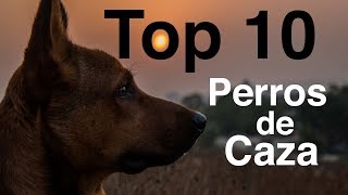 Los 10 Mejores Perros de Caza [upl. by Griff]