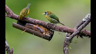 Read headed BarbetEubucco bourcierrii and Silverthroated TanagerTangara icterocephala [upl. by Phira]