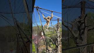 Gibbon at the Knoxville Zoo Checks Us Out [upl. by Adnanref]