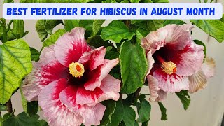 August Hibiscus Plant Care Guide What You Need to Know [upl. by Lacy]