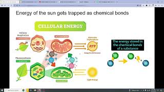 AP BIO 31 to 33 [upl. by Tomasina]