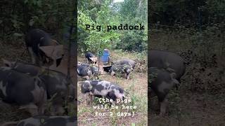 Pig Paddock [upl. by Asiul642]