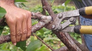 La poda para inducir la produccion en el cultivo de la guayaba [upl. by Nuahsyt]