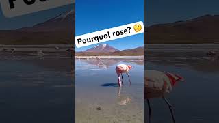 Pourquoi les flamants roses sont roses flamantrose [upl. by Allimak]