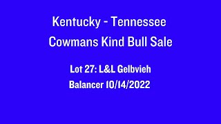 Lot 27 2024 KentuckyTennessee Cowmans Kind Bull Sale  LampL Gelbvieh [upl. by Cynthia50]