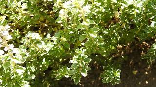 タイム フォックスリーの花を観賞 Broadleaved thyme 2022年7月20日撮影 [upl. by Eilis]