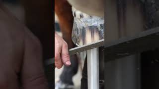 Rasping timee shorts farrier satisfying asmr [upl. by Ednew694]