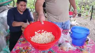 Preparamos Esta Bebida Tradicional En La Huasteca Axocote Agua De Pilon O Piloncillo Con Nixtamal [upl. by Hogarth364]