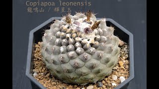 Copiapoa leonensis 龍鳴山介紹 [upl. by Atrice]