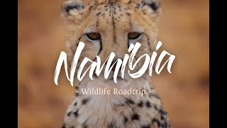 NAMIBIA Wildlife 4K  2019  Roadtrip Travel Video [upl. by Africa]