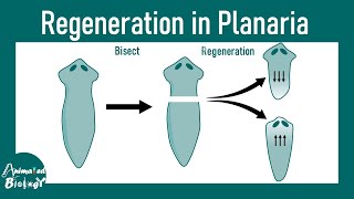 Regeneration in Planaria  Molecular mechanism of regeneration  Stem cell mediated regeneration [upl. by Romilly]