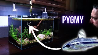 PYGMY CORYDORAS is a TINY catfish with MUSTACHE whiskers  EP2 NANO COMMUNITY AQUARIUM [upl. by Akehsay]