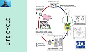 Enteric cestodes  Taenia saginata amp Taenia solium [upl. by Enaxor972]