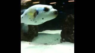 dogface annoying eel [upl. by Mehta]