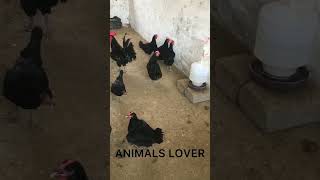 AUSTRALORP HENS [upl. by Alyda]