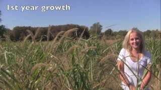 Maple River Farms  Growth of a single Miscanthus X Giganteus Rhizome [upl. by Droffilc]