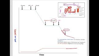 510 Understand not memorize metabolism Inhibitors and uncouplers of ETCOP [upl. by Hadley195]