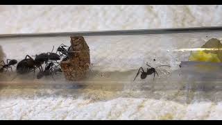 Camponotus cruentatus 6 worker colony with brood 22824 [upl. by Nnav]